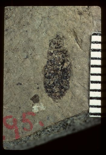 Media type: image;   Entomology PALE-1791 Aspect: full